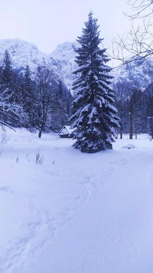 Pokoje Goscinne Przeklasa Pawel Zakopane Dış mekan fotoğraf